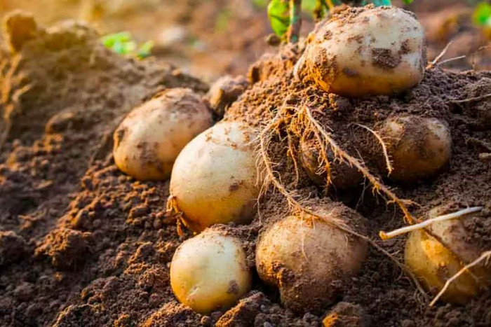 Реализованный проект ООО "Экоагрофарминг" - Выращивание картофеля. Фото-1